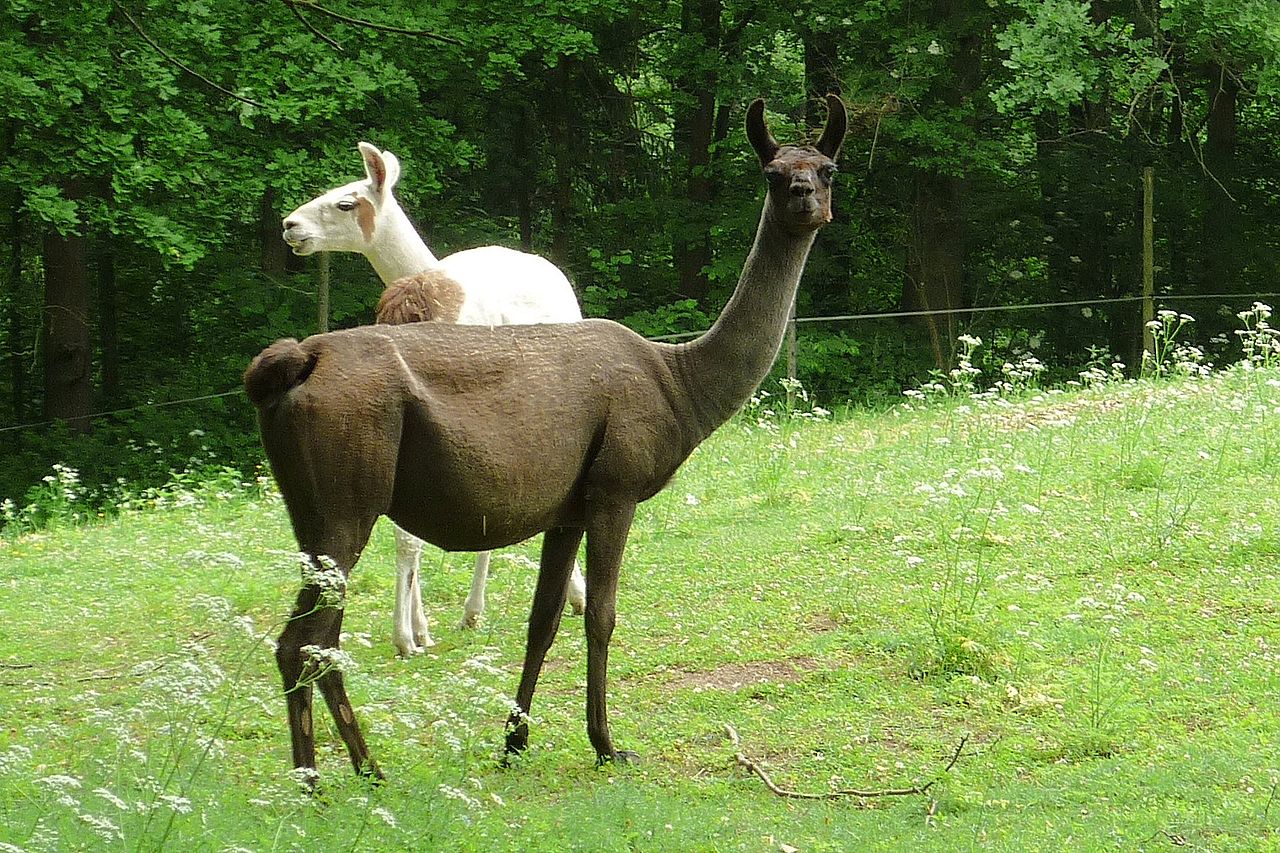 Zoopark Na Hrádečku