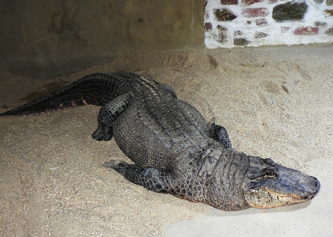 Krokodýlí ZOO v Protivíně